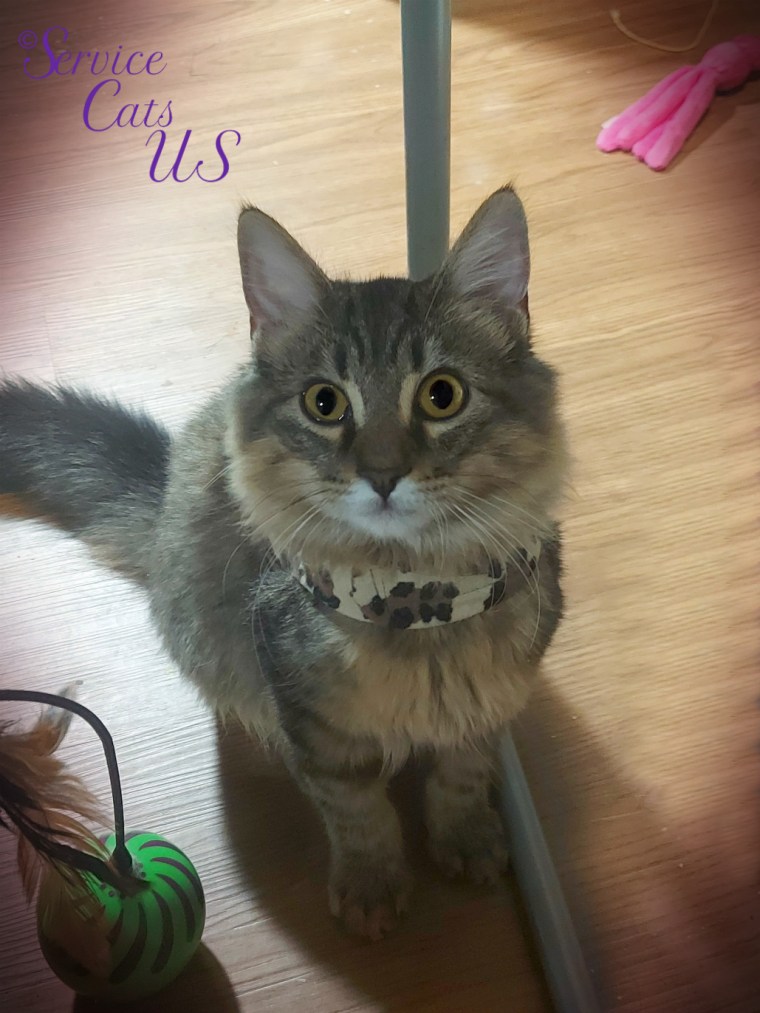 Zebby sits pretty in vignette selfie