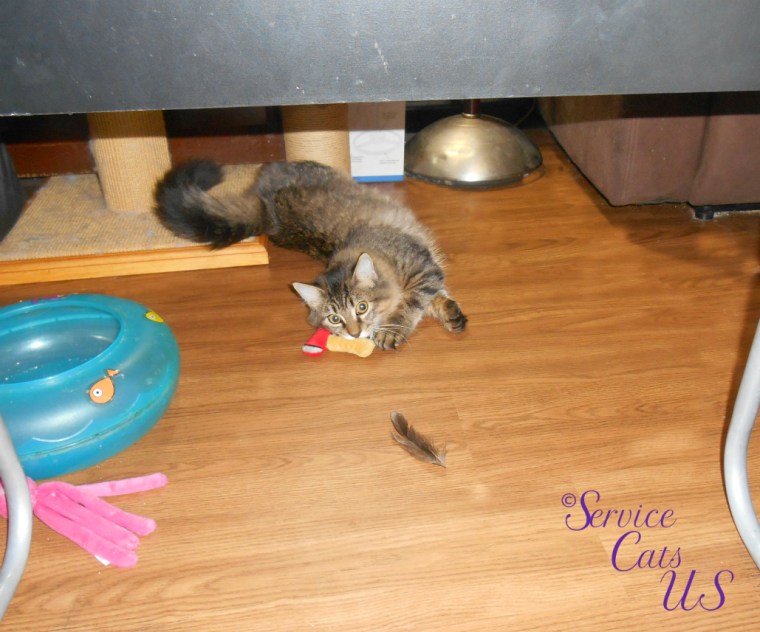 Zebby plays with new toy from awnty Vonda