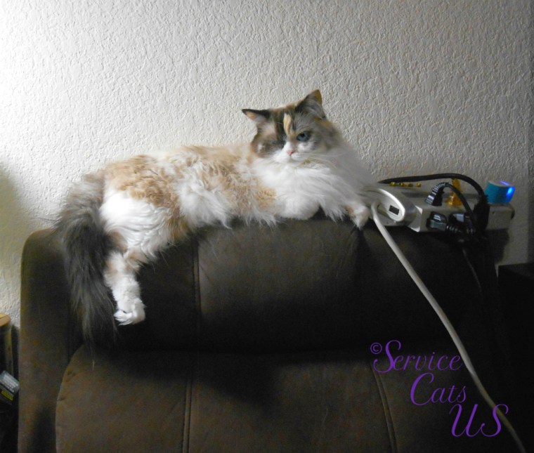 Raena lays on chair back looking down