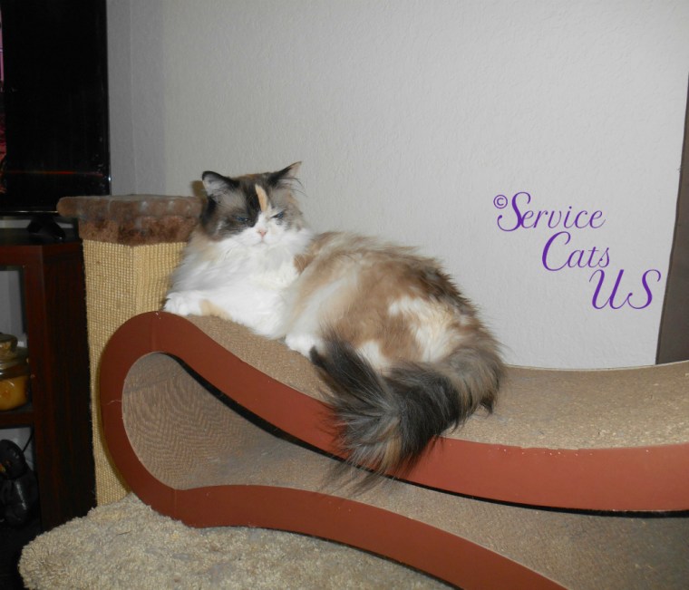 Raena lays on scratcher