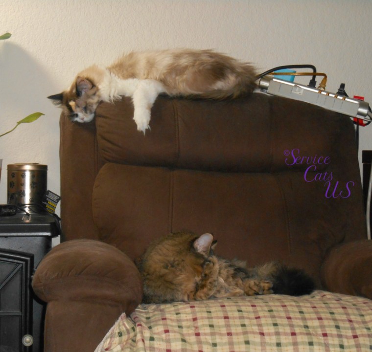 Raena and Zebby sleep on the chair