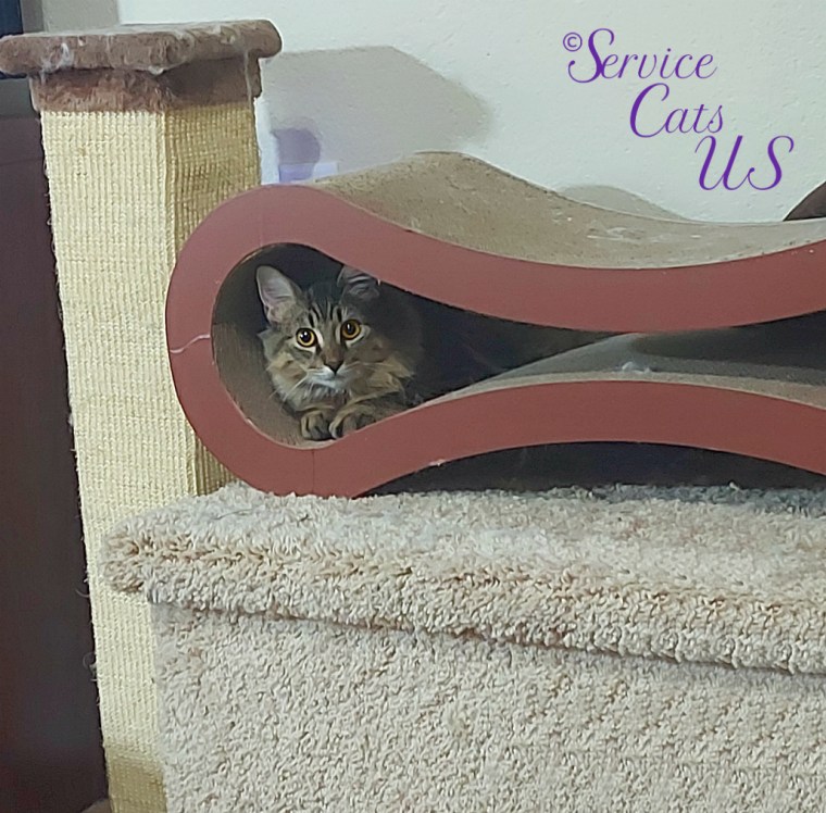Zebby peeks out of scratcher