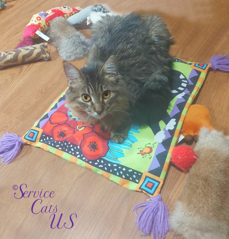 Zebby lays on cat mat