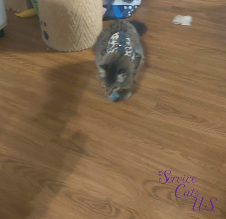 Zebby plays with toy after neuter