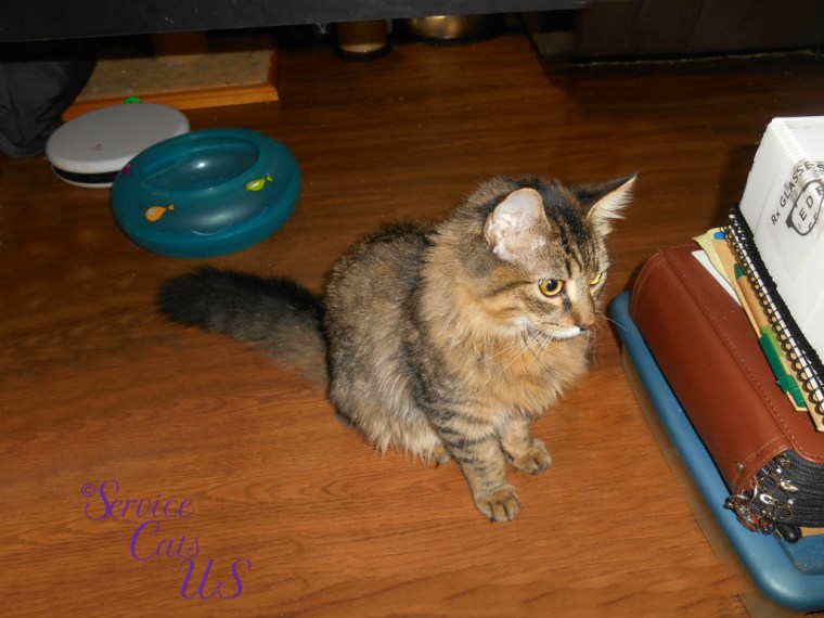 Zebby sits pretty profile