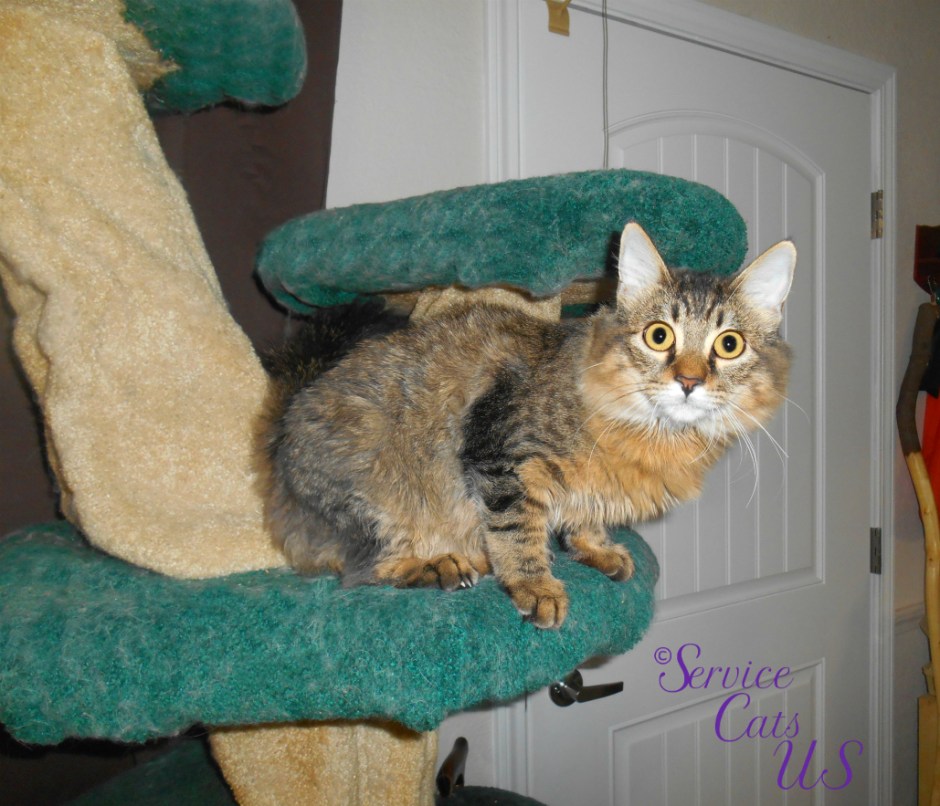 Zebby sits atop cat tree
