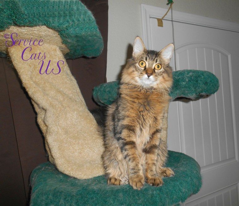 Zebby sits pretty atop cat tree