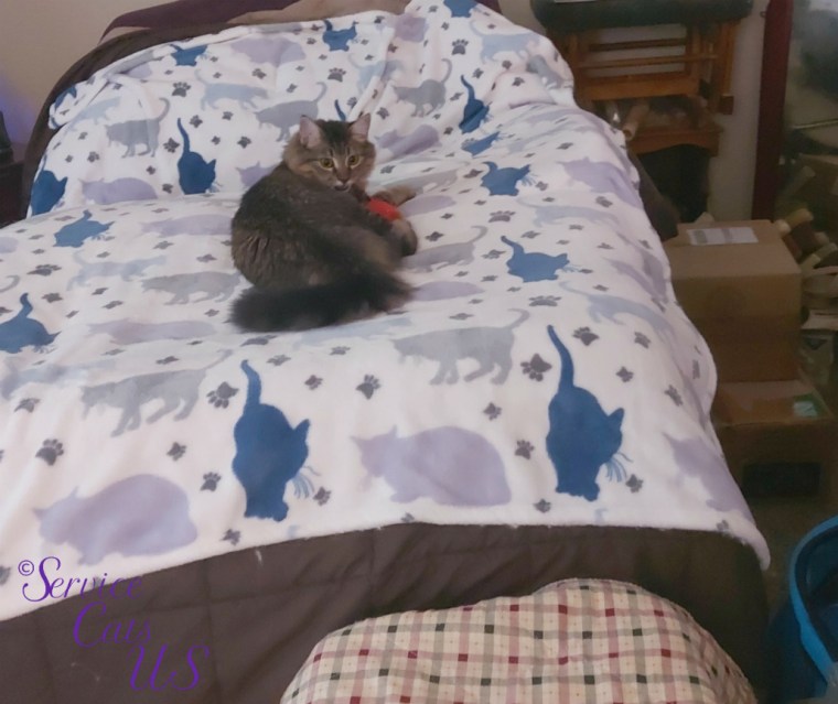 Zebby lays on bed with toy looking back, mouth agape