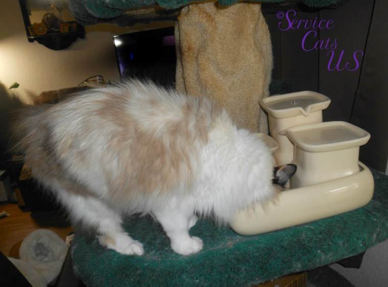 Raena checks out the Miaustore cat fountain sent by susan