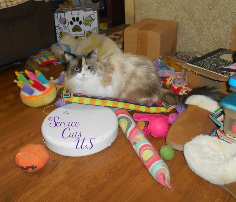 Raena lays on the cat boogie mat