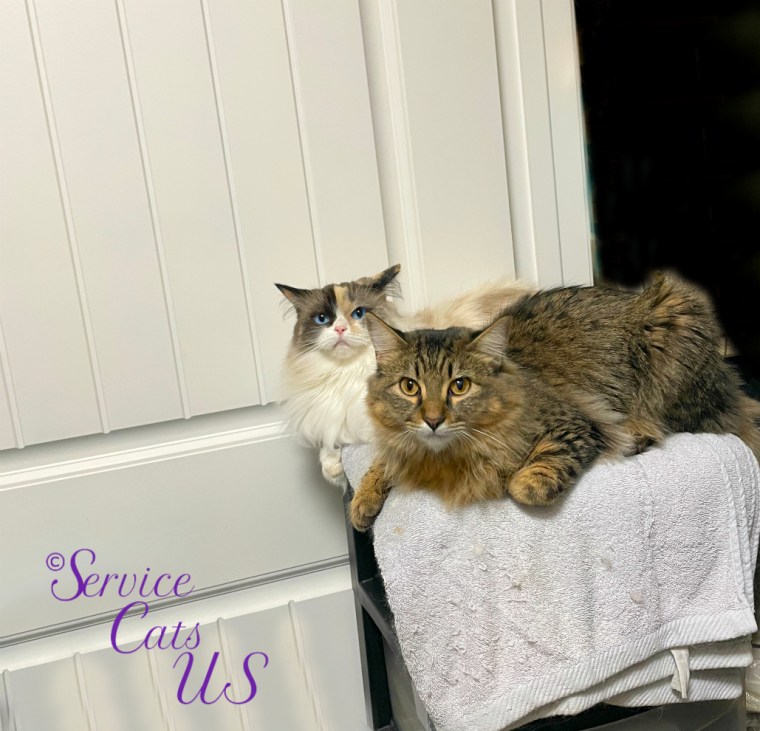 Raena and Zebby lay on the chest in the bathroom door