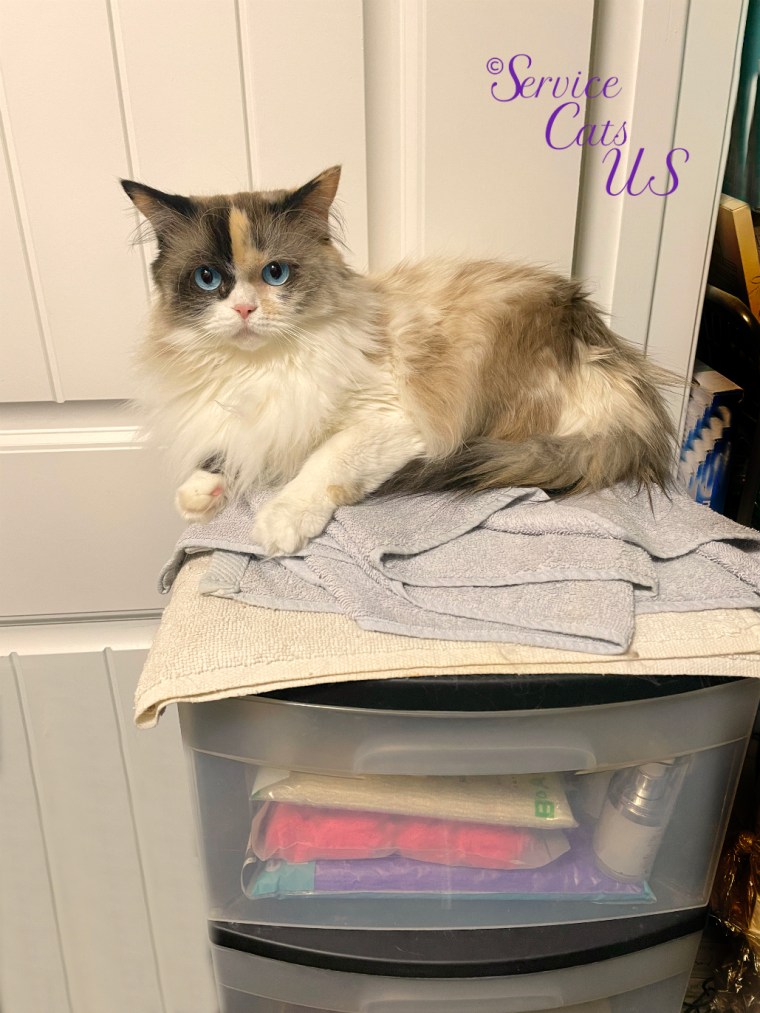Raena lays atop chest in bathroom
