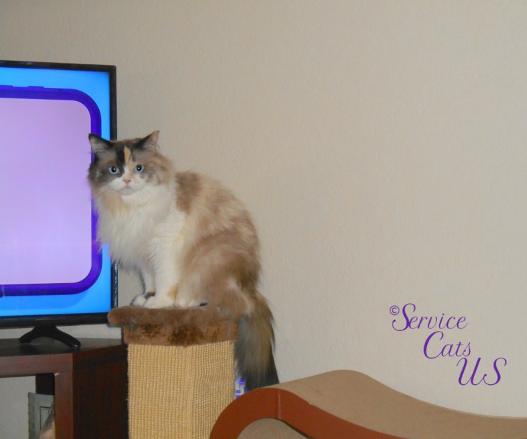 Raena sits top scratcher