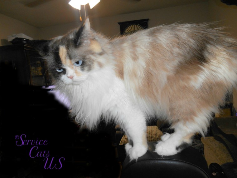 Raena stands on wheelchair back