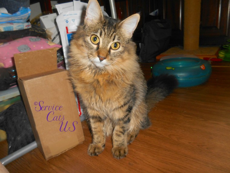 Zebby sits pretty with headed cocked to side