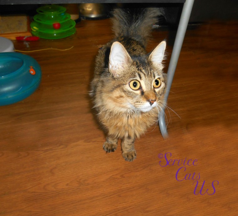 Zebby stands under desk