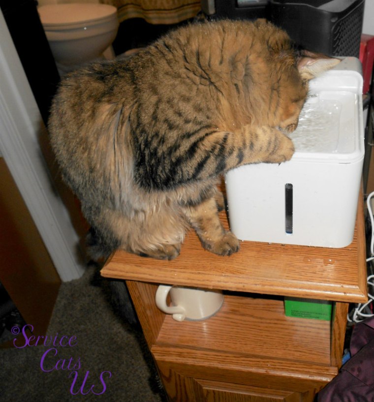 Zebby plays in the Laika pet fountain