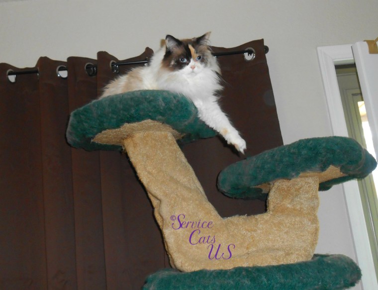 Raena lays atop the cat tree