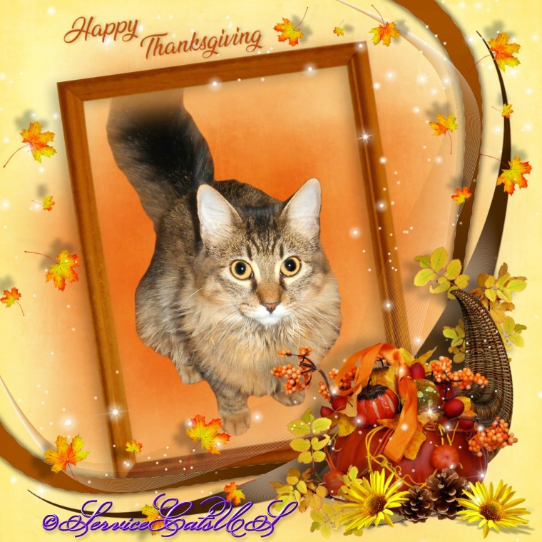 Zebby in a Thanksgiving frame