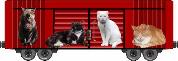 2021 Dash Kitten boxcar 2