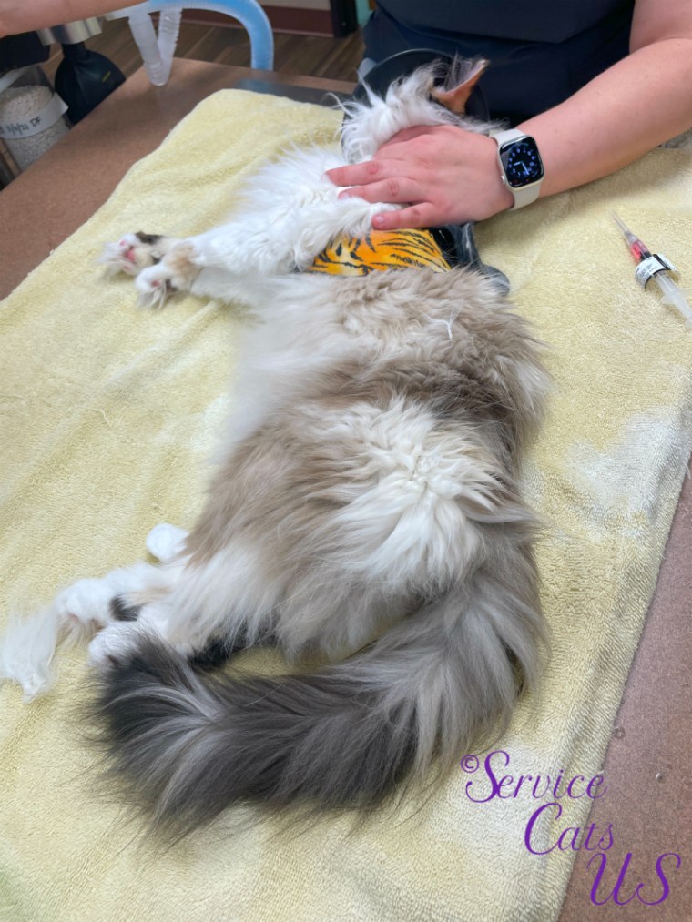 Raena knocked out asleep at vet
