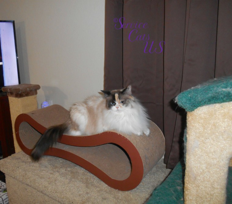 Raena lays on cat scratcher