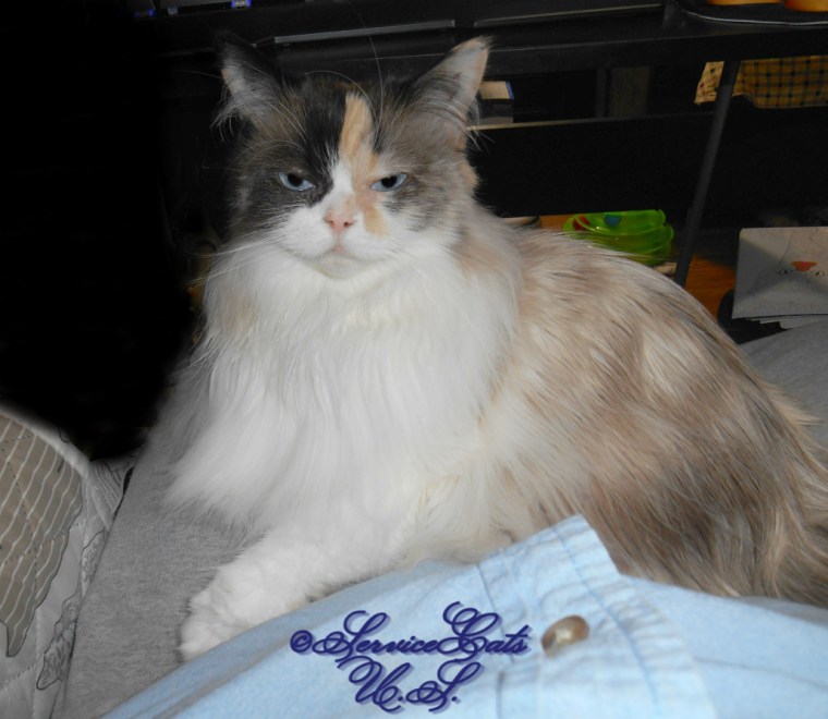 Raena lays in lap, selfie