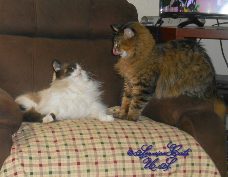 Raena looks at Zebby who stands on chair arm with tongue out