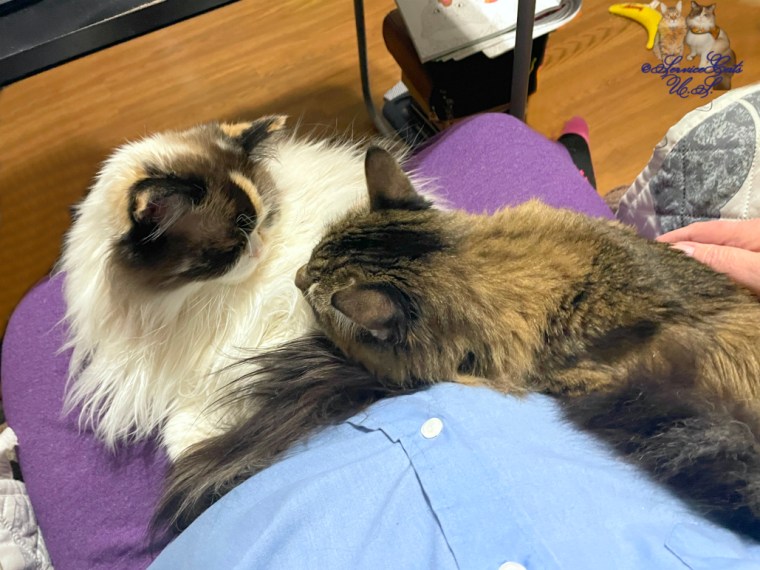 Raena and Zebby lay in mommy A's lap together