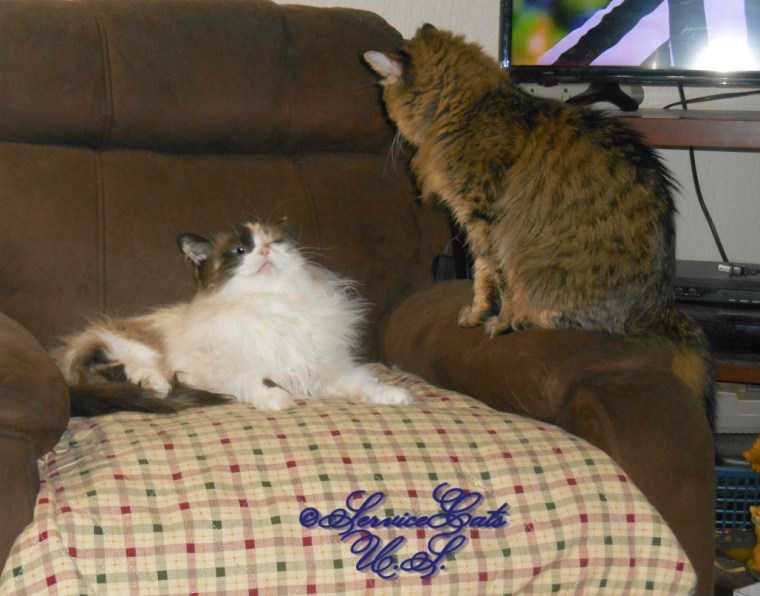 Raena tells Zebby enough after a grooming session