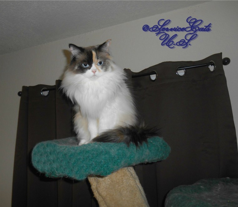 Raena sits atop the liberty cat tree