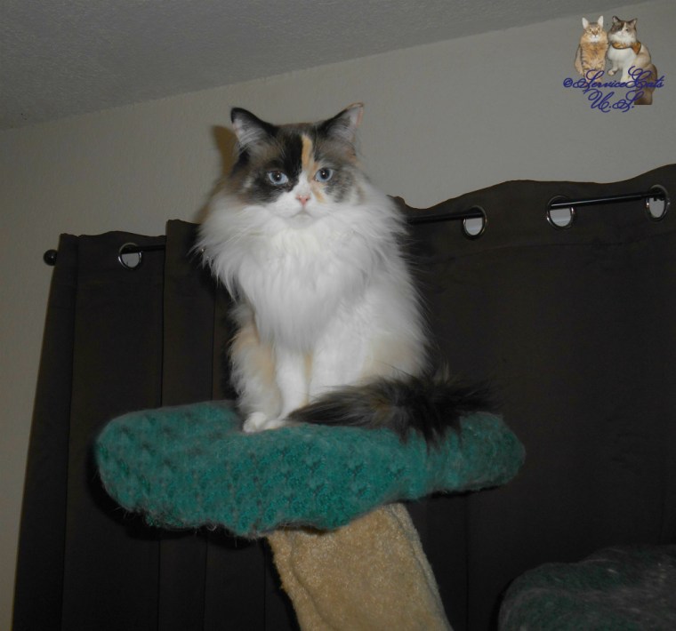 Raena sits pretty atop cat tree
