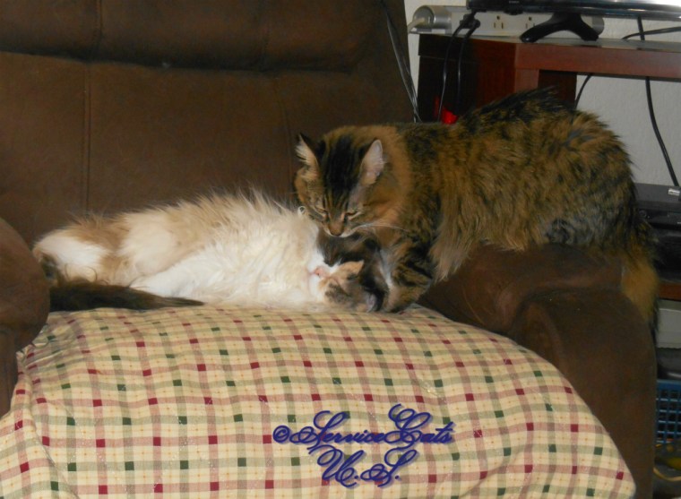 Zebby grooms a sleeping raena