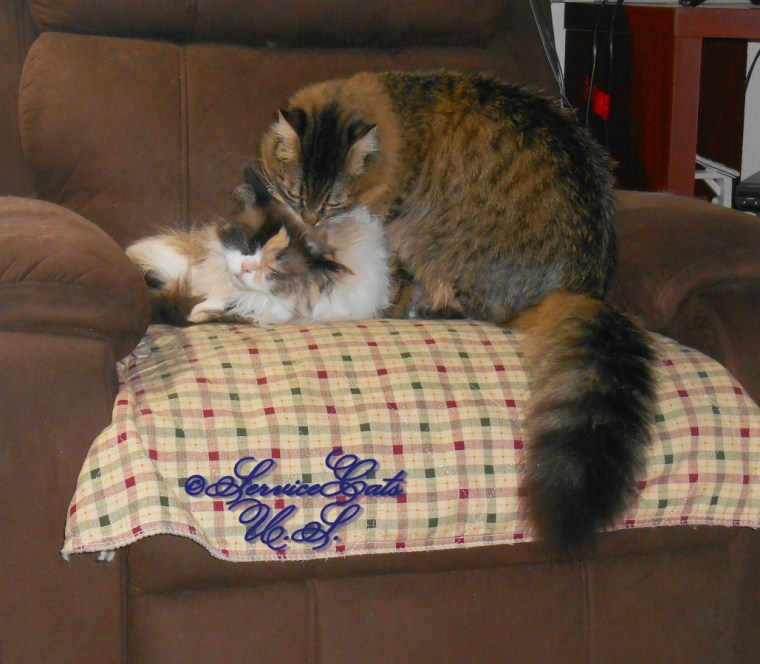 Zebby grooms Raena while she squints her eyes