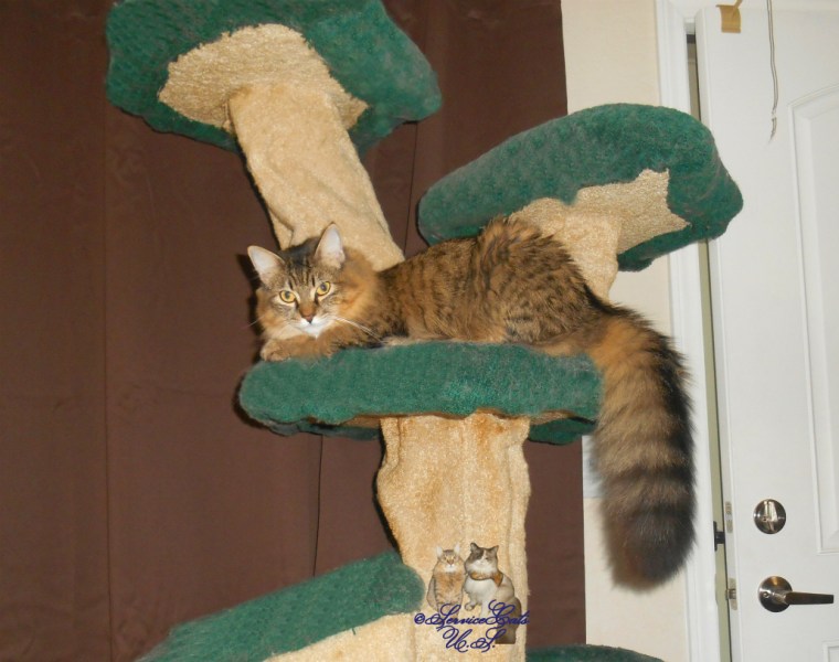 Zebby lays atop cat tree