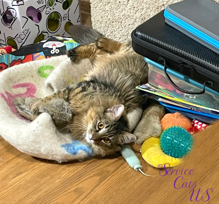 Zebby plays with rabbit kicker on cat ball