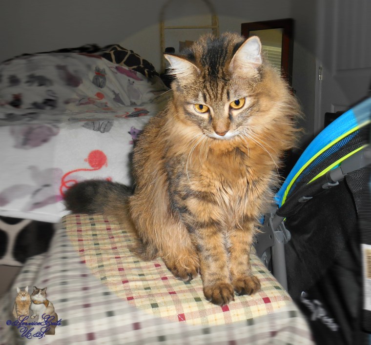 Zebby sits with head tucked on steps