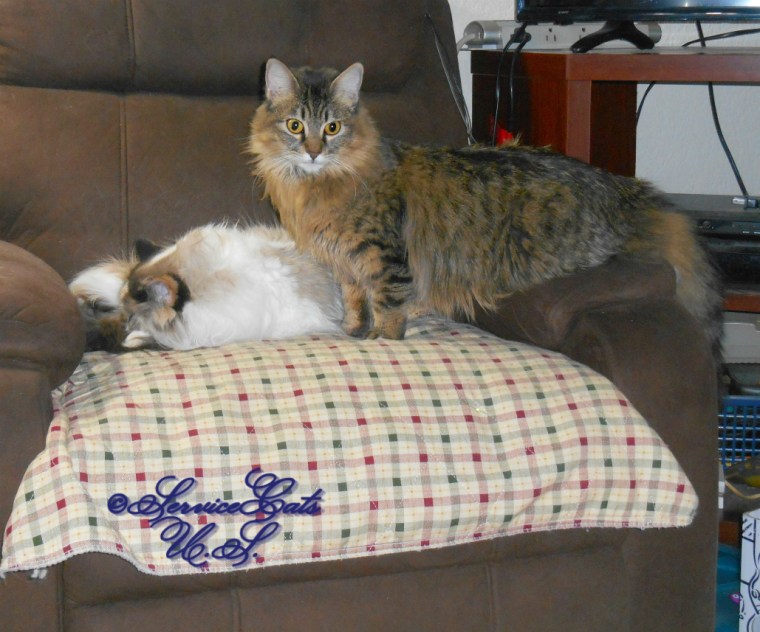 Zebby looks out while Raena sleeps on the chair