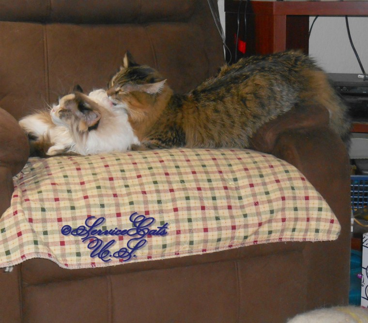 Zebby stretches out on the chair and grooms Raena