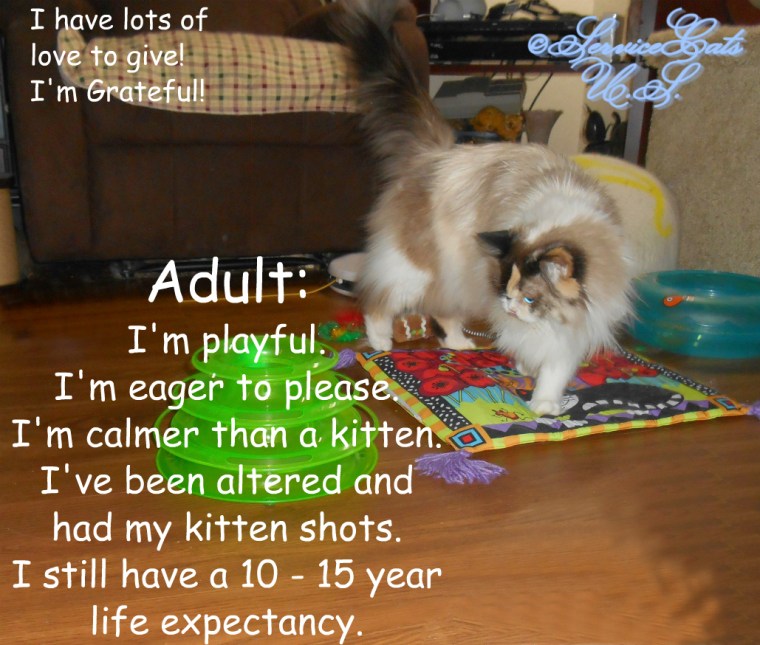 Raena plays with list of adult kitty pros and cons