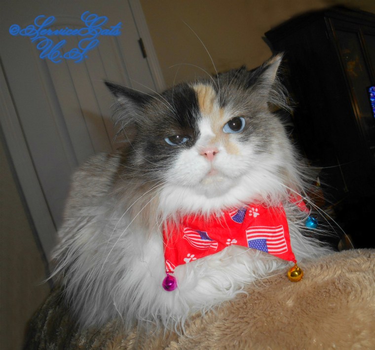 Raena lays on chair back in bandana