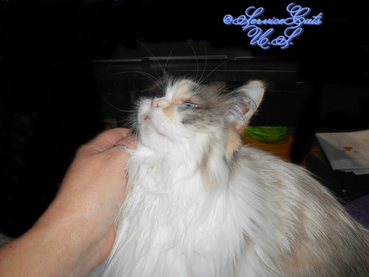 Raena gets lap loving, selfie