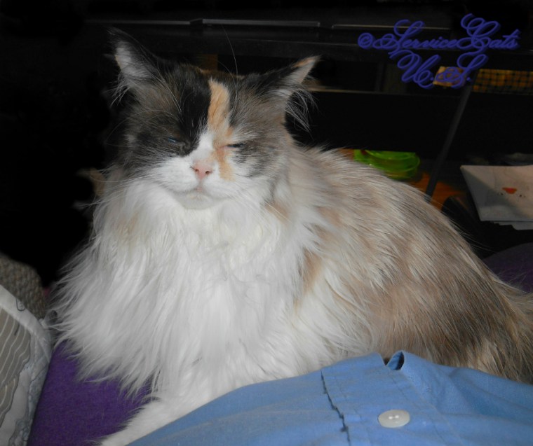 Raena lays on lap squinty eyed