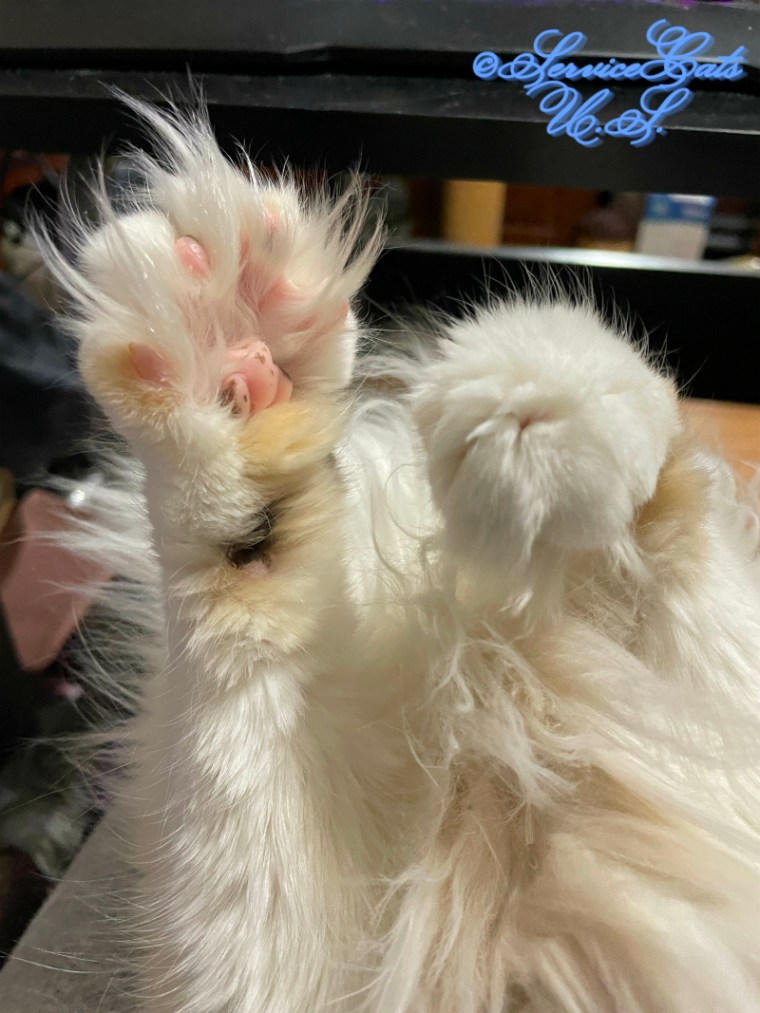 RaenaBelle's paw selfie
