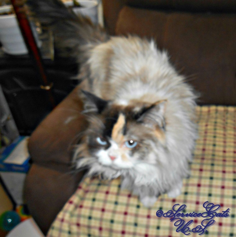 Raena stands in chair. selfie