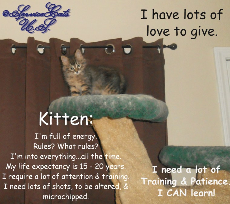 Zebby sits on tree with list of kitten pros and cons