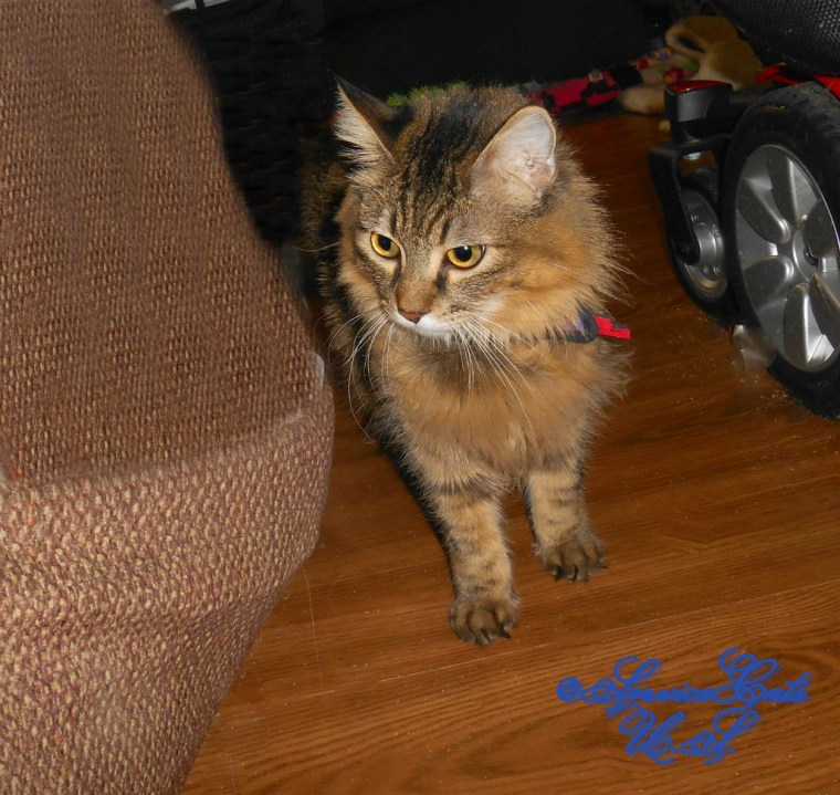 Zebby walks by chair in bandana