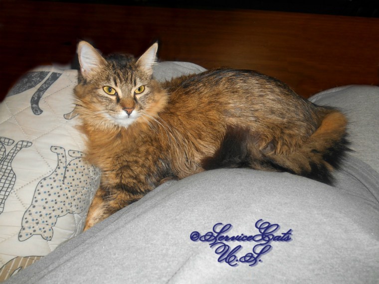 Zebby gets lap loving, selfie