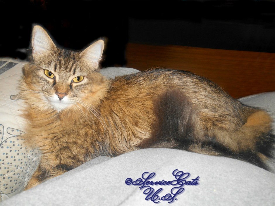 Zebby lays in lap selfie