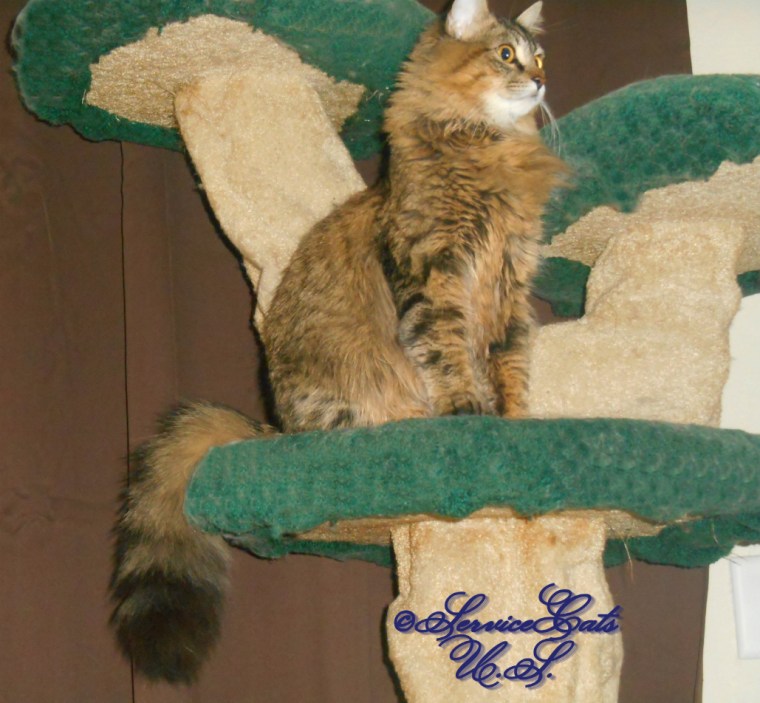 Zebby sits pretty on cat tree, profile